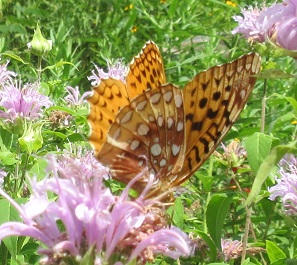 Actions and News: Please urge Congress to reintroduce the Recovering America’s Wildlife Act&nbsp;(RAWA)