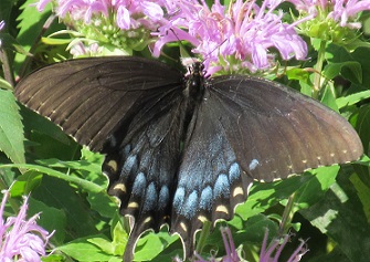 Zizia Aurea (Golden&nbsp;Alexander)