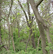 Actions and News: Tell the US forest service to protect old&nbsp;forests