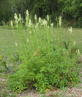 Sanguisorba Canadensis (Canadian&nbsp;Burnet)