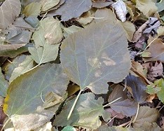 This gold is not for&nbsp;fools