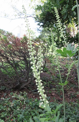 Cimicifuga racemosa (Black&nbsp;Cohosh)