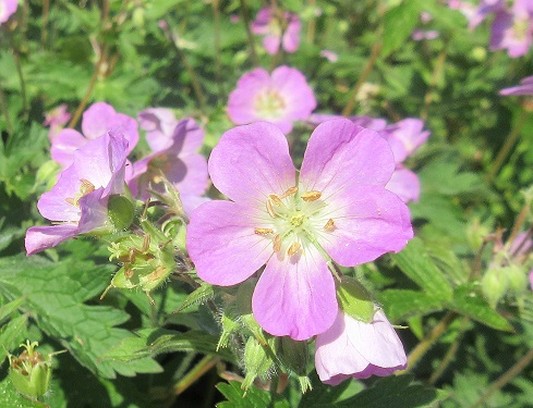 Geranium Maculatum (Wild&nbsp;geranium)