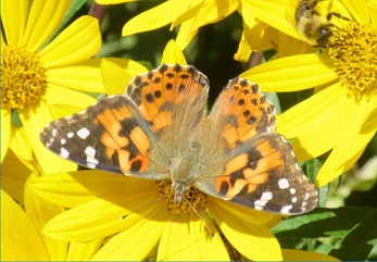 Top ten plants for&nbsp;pollinators