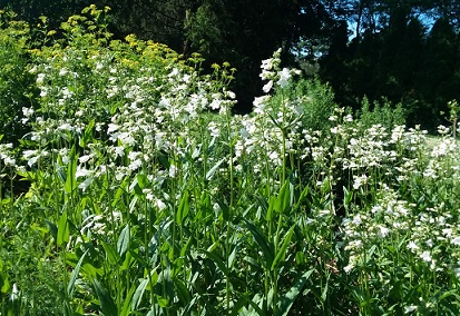 Penstemon digitalis (Foxglove&nbsp;penstemon)