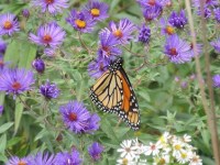 Actions and News: Ask the US fish and wildlife service to protect monarch&nbsp;butterflies.