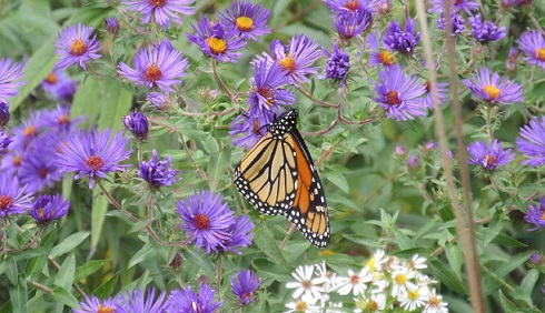 Actions and News: Ask the US fish and wildlife service to protect monarch&nbsp;butterflies.