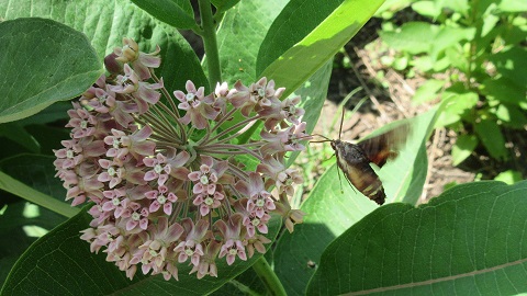 Asclepias Syriaca (common&nbsp;milkweed)