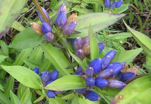 Gentiana Andrewsii (Bottle&nbsp;gentian)