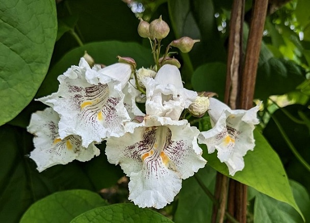 Catalpa speciosa (Northern catalpa&nbsp;)
