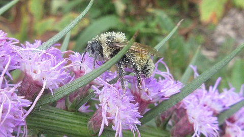 Actions and News: Ask congress to support improvements to the North American Grasslands Conservation&nbsp;Act