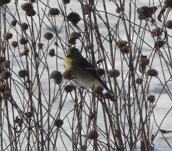 Trash to treasure: Winter gardening in your native&nbsp;prairie