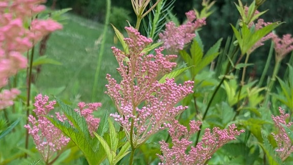 Filipendula rubra (queen of the&nbsp;prairie)