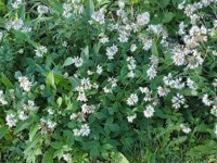 Hydrophyllum virginianum (Virginia&nbsp;waterleaf)